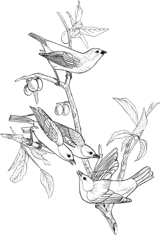 Painted Bunting Birds Coloring Page